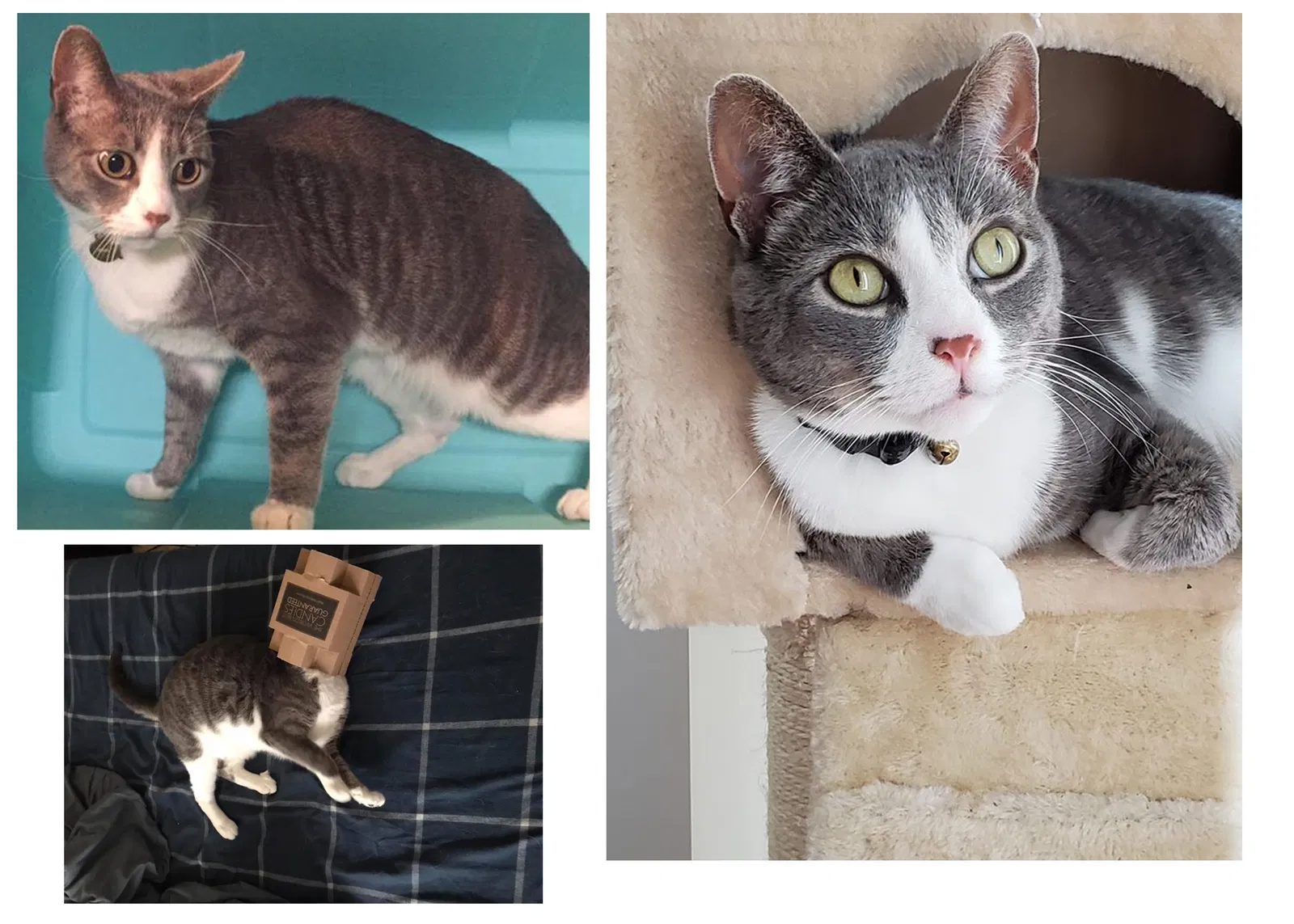 Lost cat in Whitehall, PA, 18052