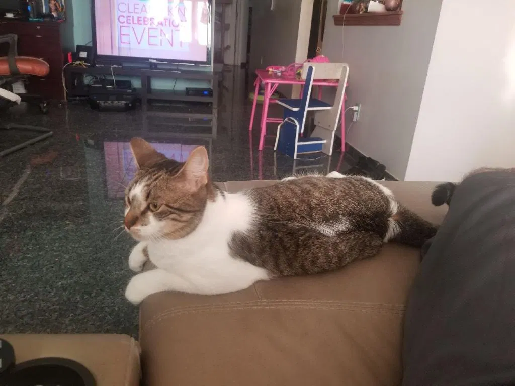 Lost cat in Howard Beach, NY, 11414
