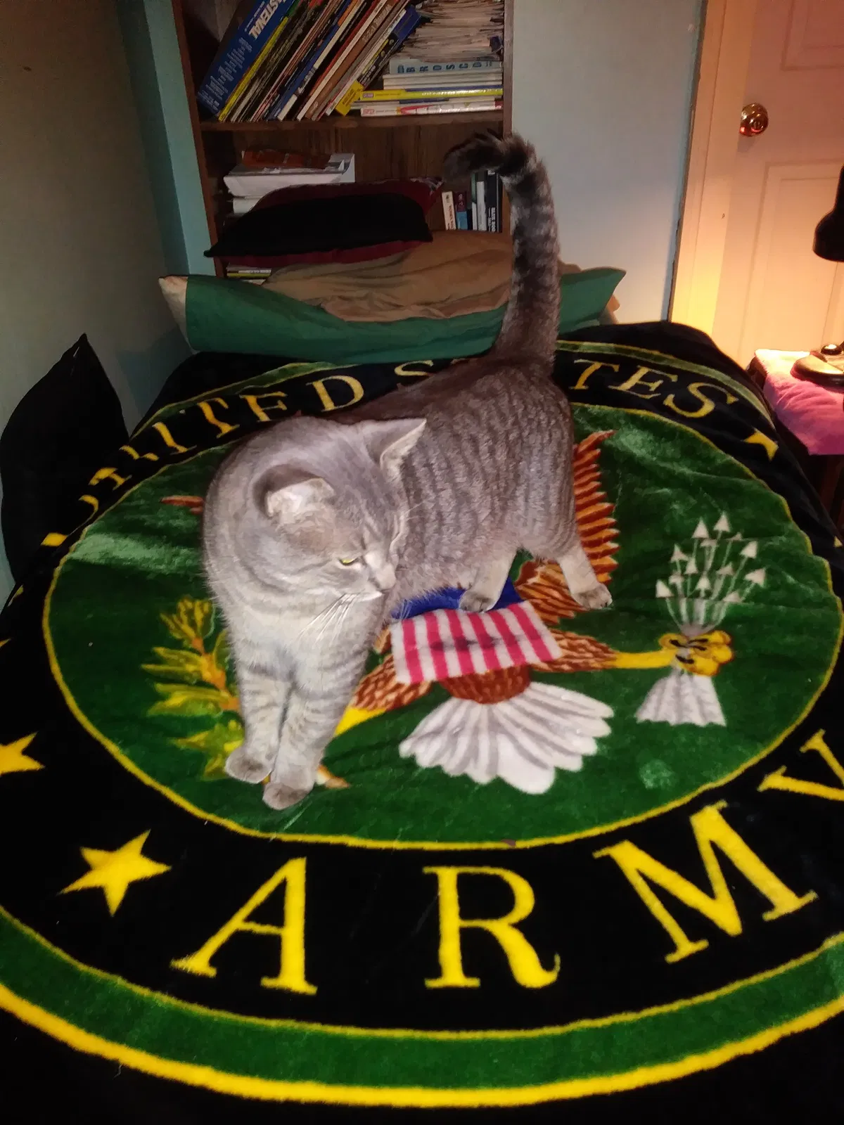 Lost cat in Newington, CT, 6111