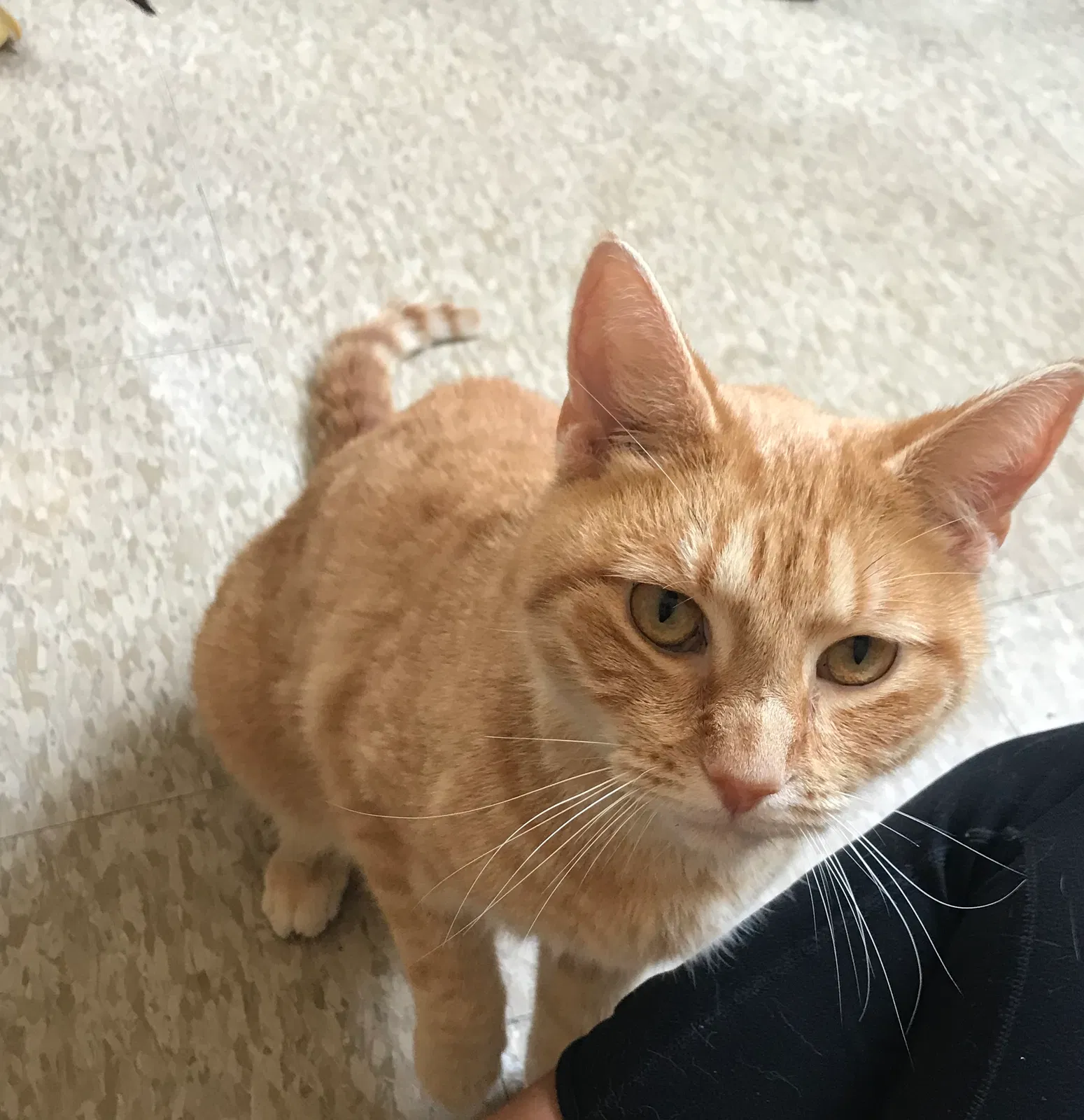 Found cat in Miami Beach, FL, 33139