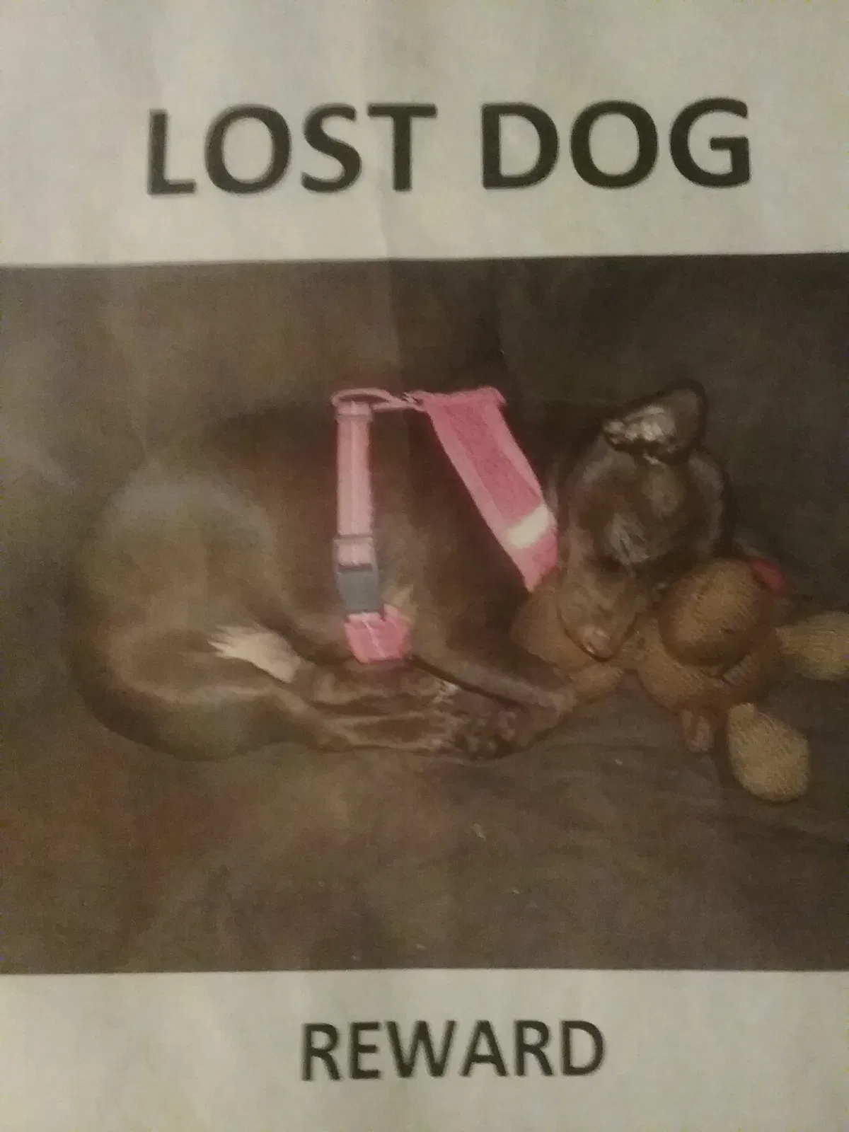 Lost dog in Waynesboro, GA, 30830