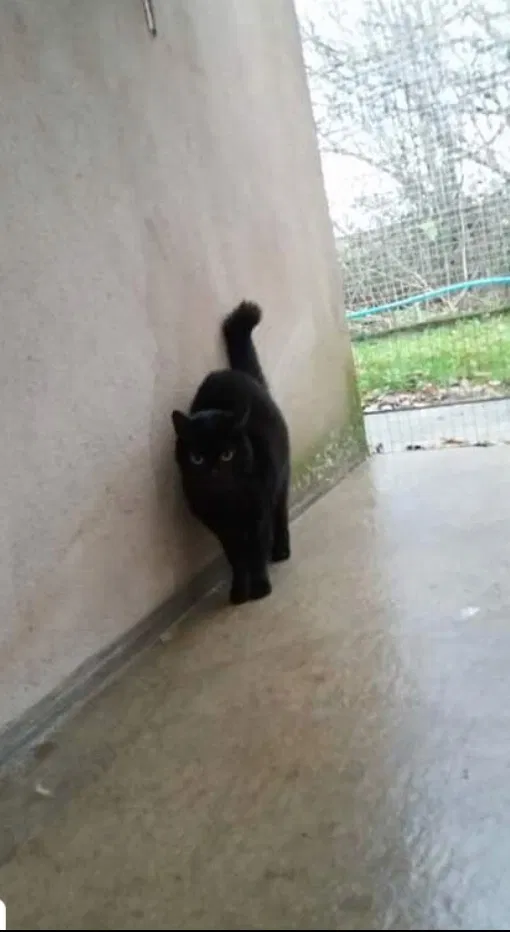 Lost cat in Cypress, TX, 77429