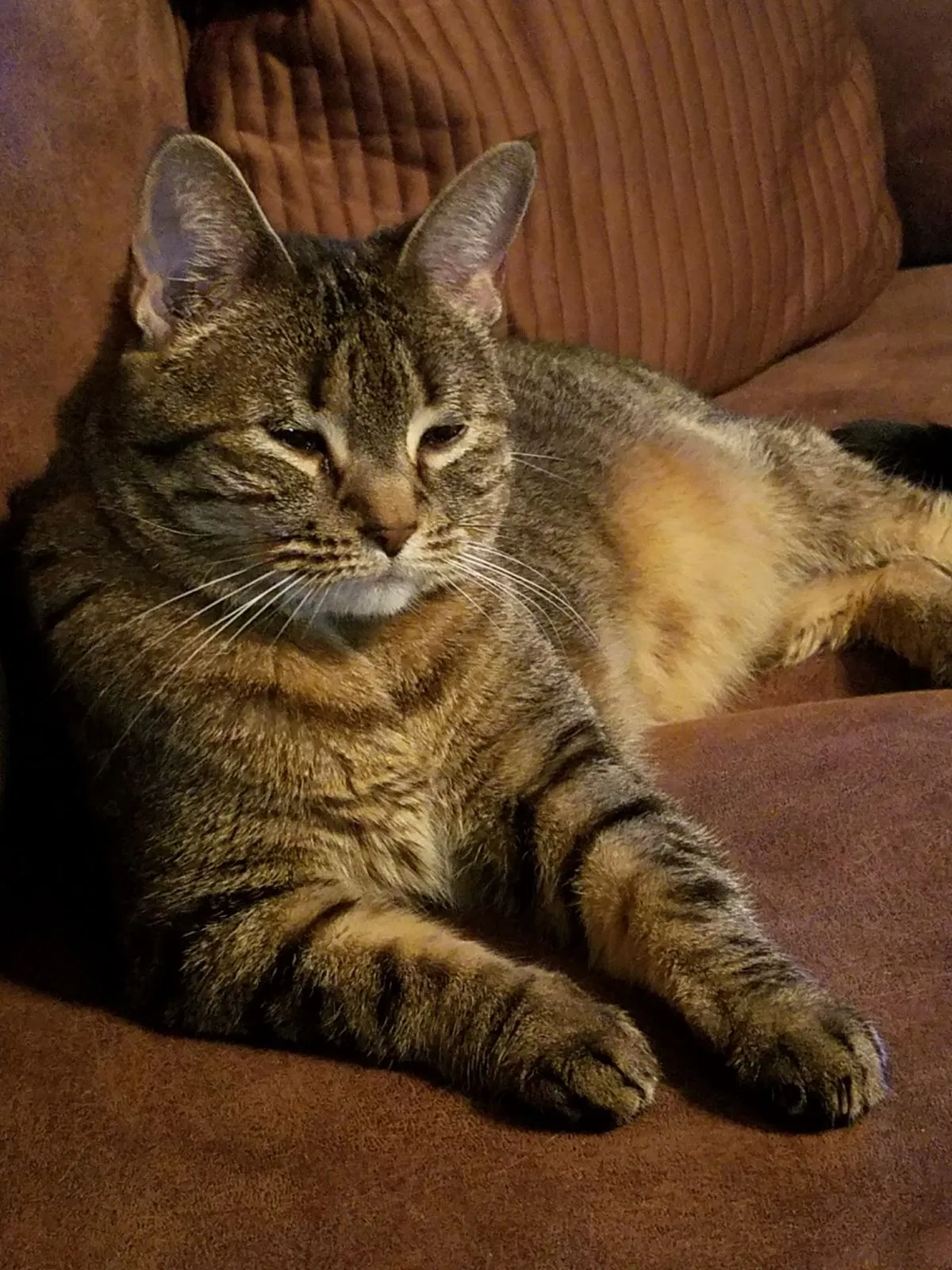 Lost cat in North Richland Hills, TX, 76180