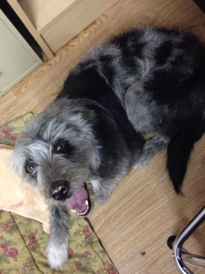 Lost dog in Lawton, OK, 73505