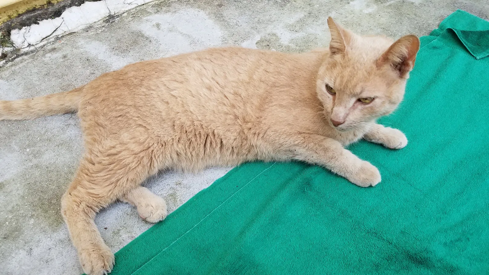 Found cat in Fort Lauderdale, FL, 33305
