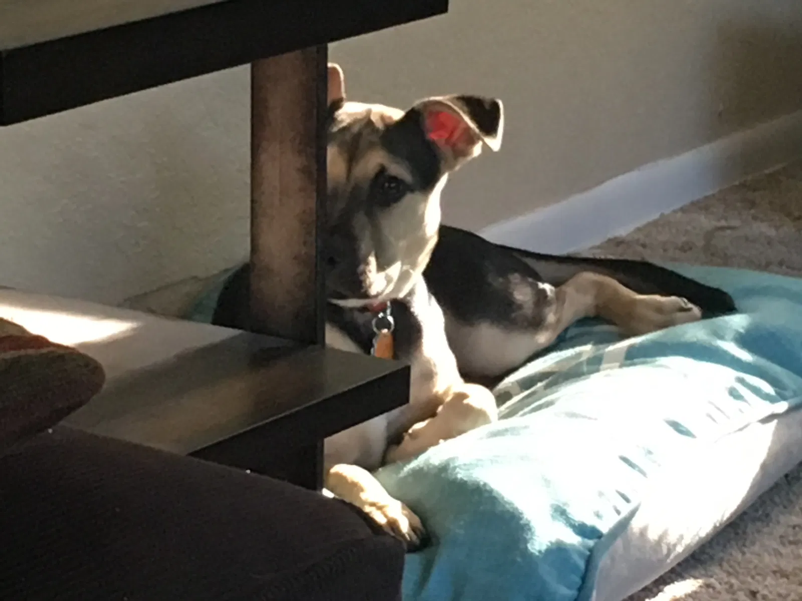 Lost dog in Kansas City, MO, 64132