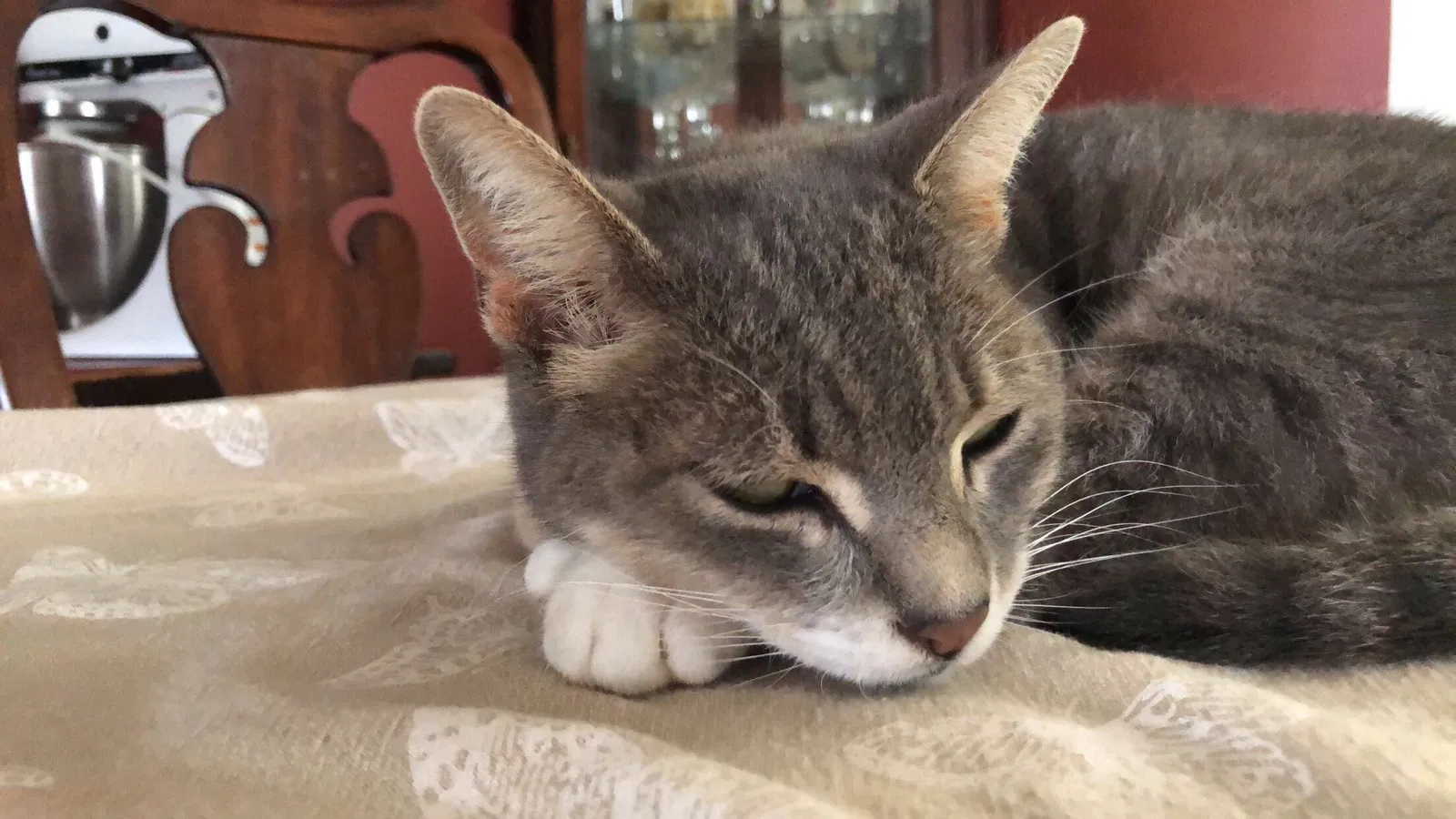 Lost cat in Keyport, NJ, 7735