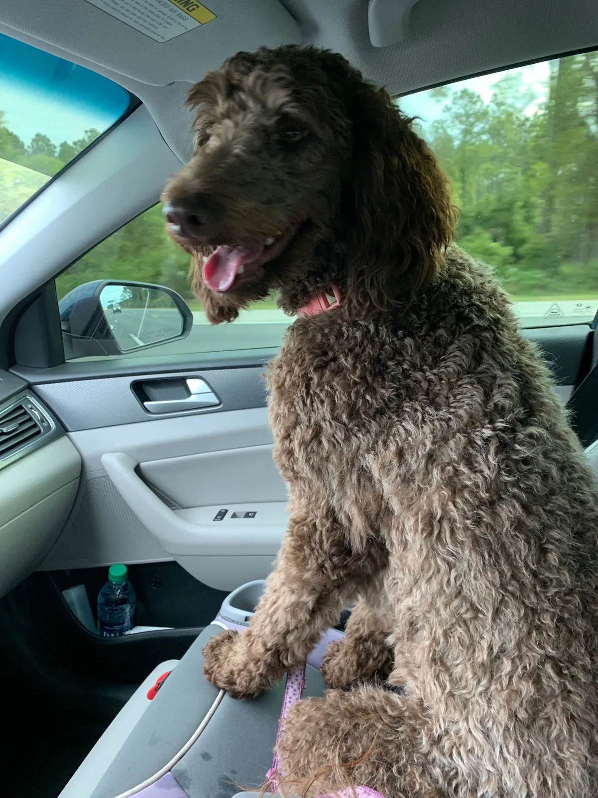 Lost dog in Saint Augustine, FL, 32080