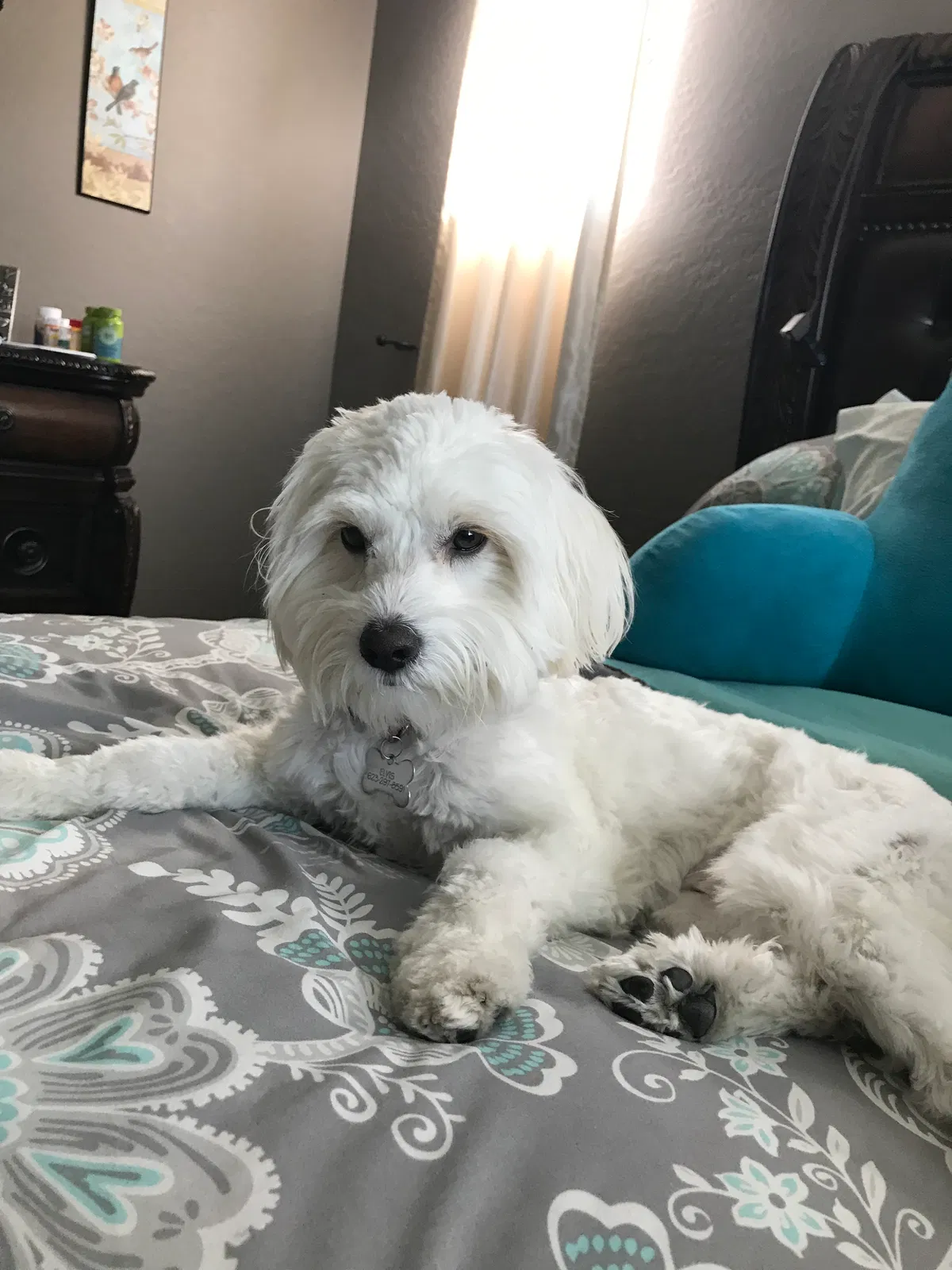 Lost dog in Buckeye, AZ, 85326