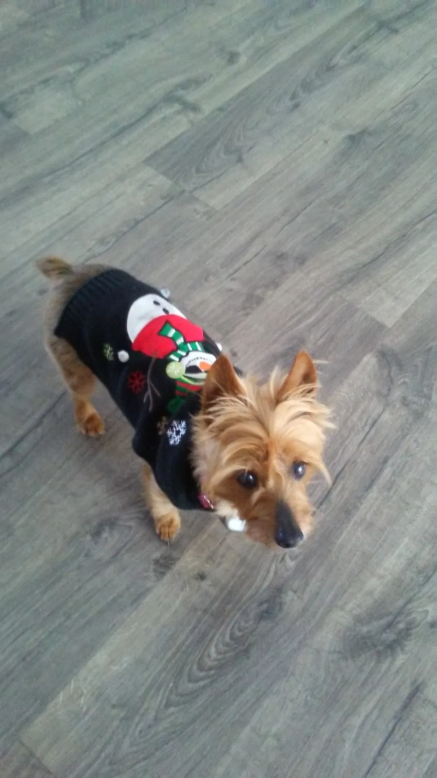 Lost dog in Windsor, VA, 23487
