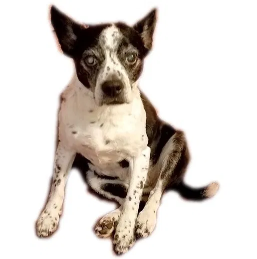Lost dog in Sykesville, MD, 21784