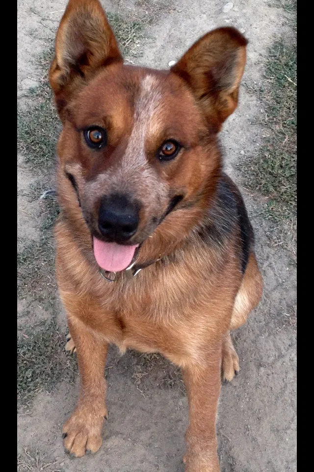 Lost dog in Hammond, LA, 70401