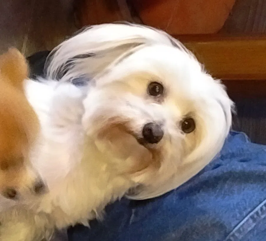 Lost dog in Antioch, CA, 94509