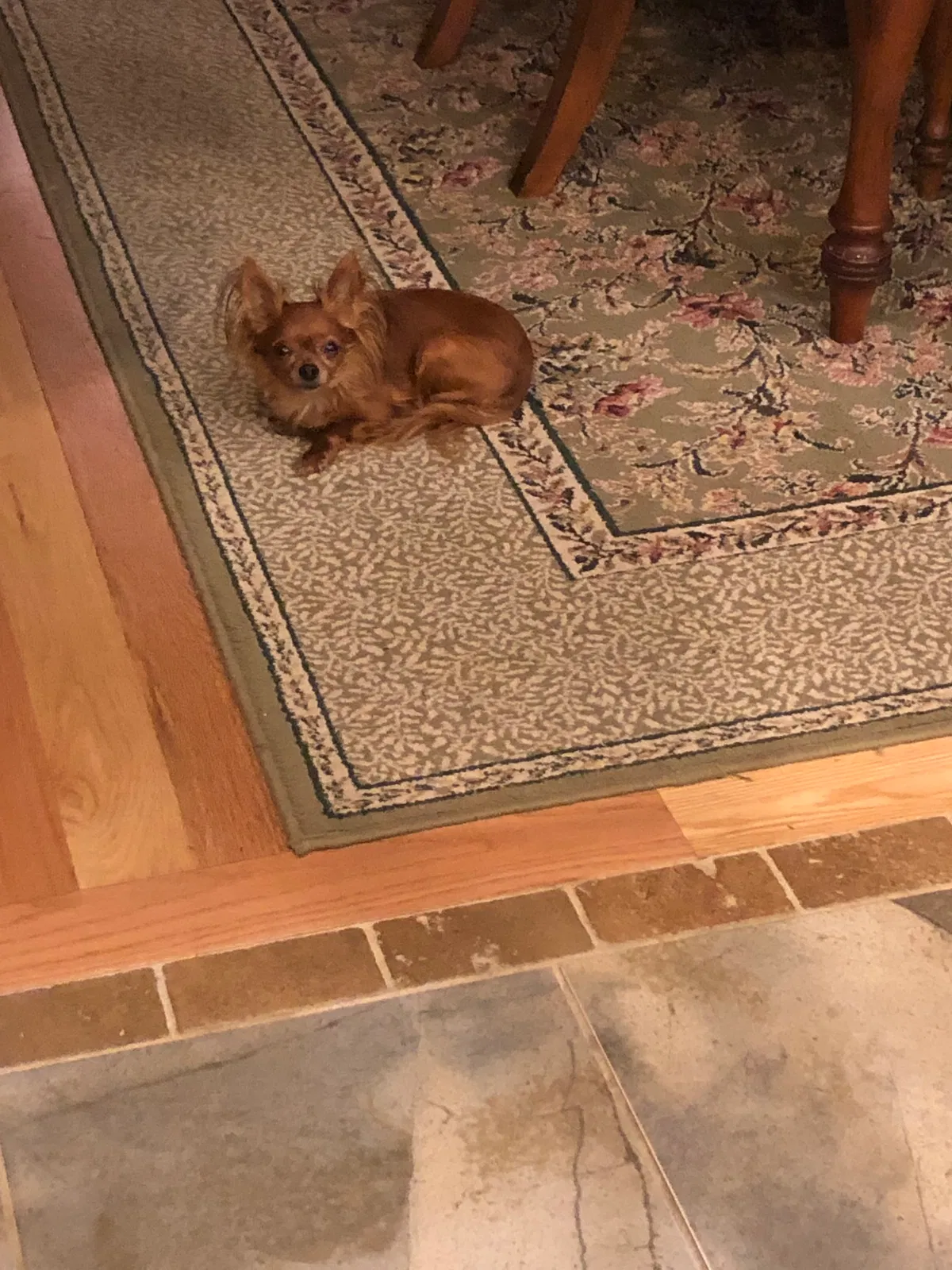 Lost dog in Denton, NC, 27239