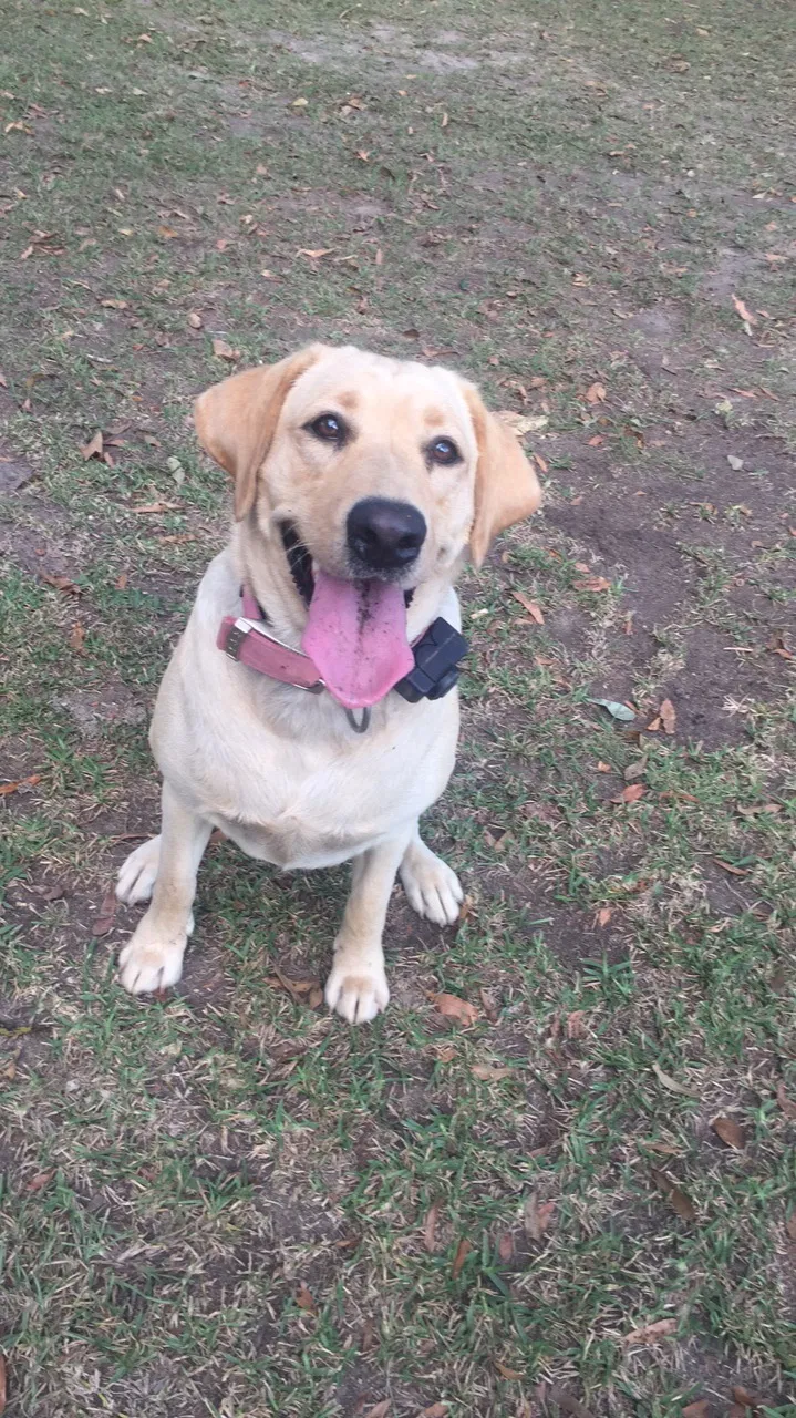 Lost dog in Carthage, MS, 39051