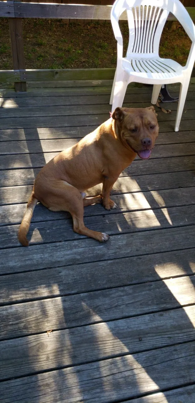 Lost dog in Spring, TX, 77388