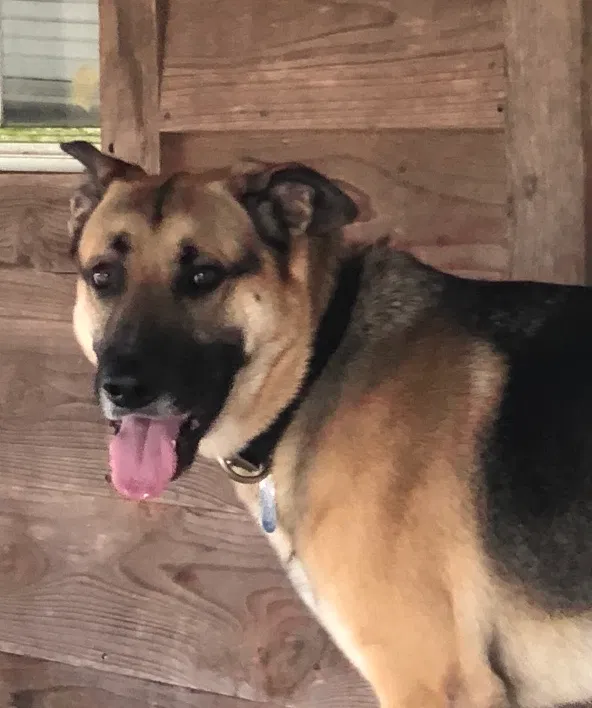 Lost dog in Ponce De Leon, FL, 32455