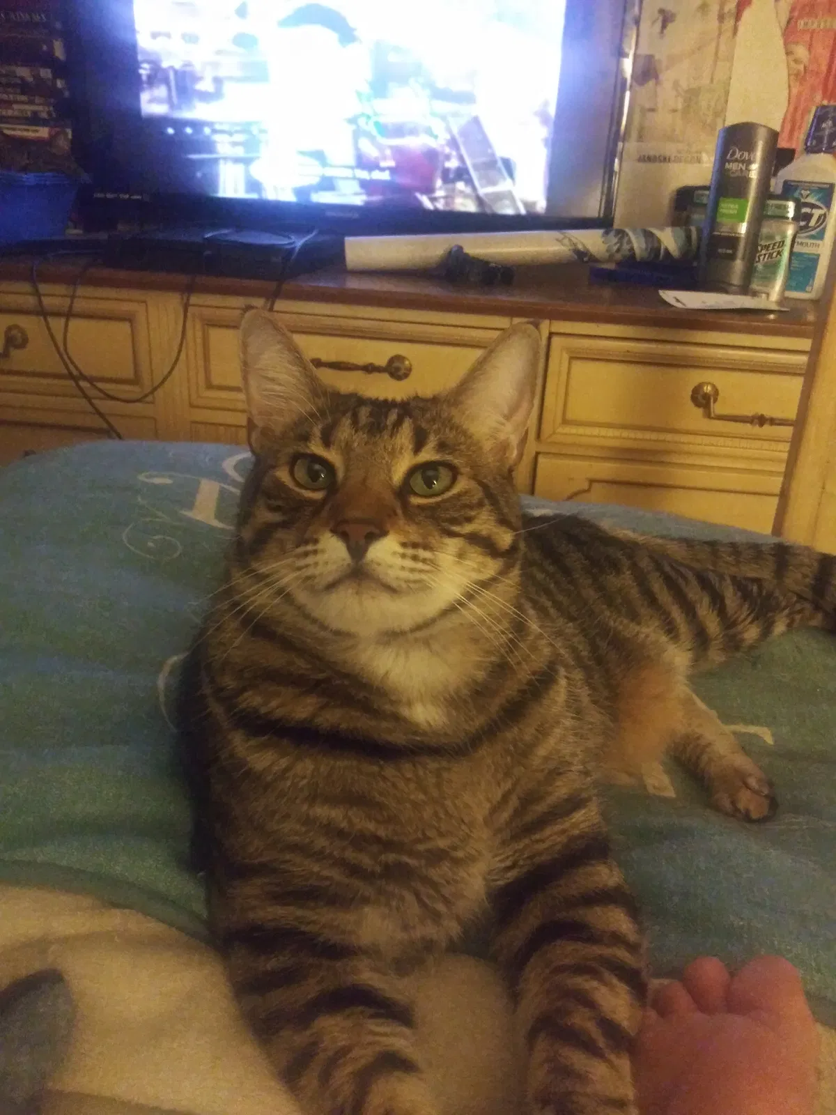 Lost cat in Dania, FL, 33004