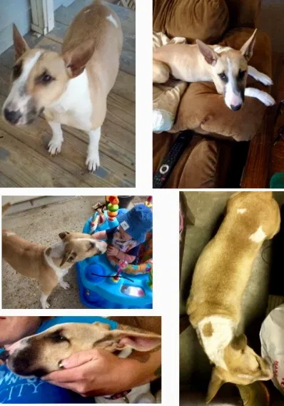 Lost dog in Gonzales, LA, 70737