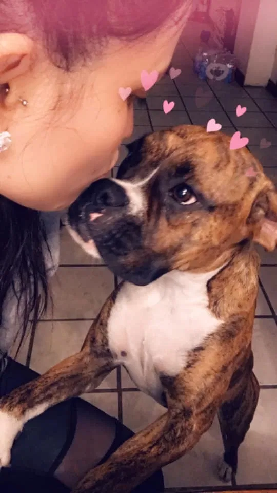 Lost dog in Harlingen, TX, 78552