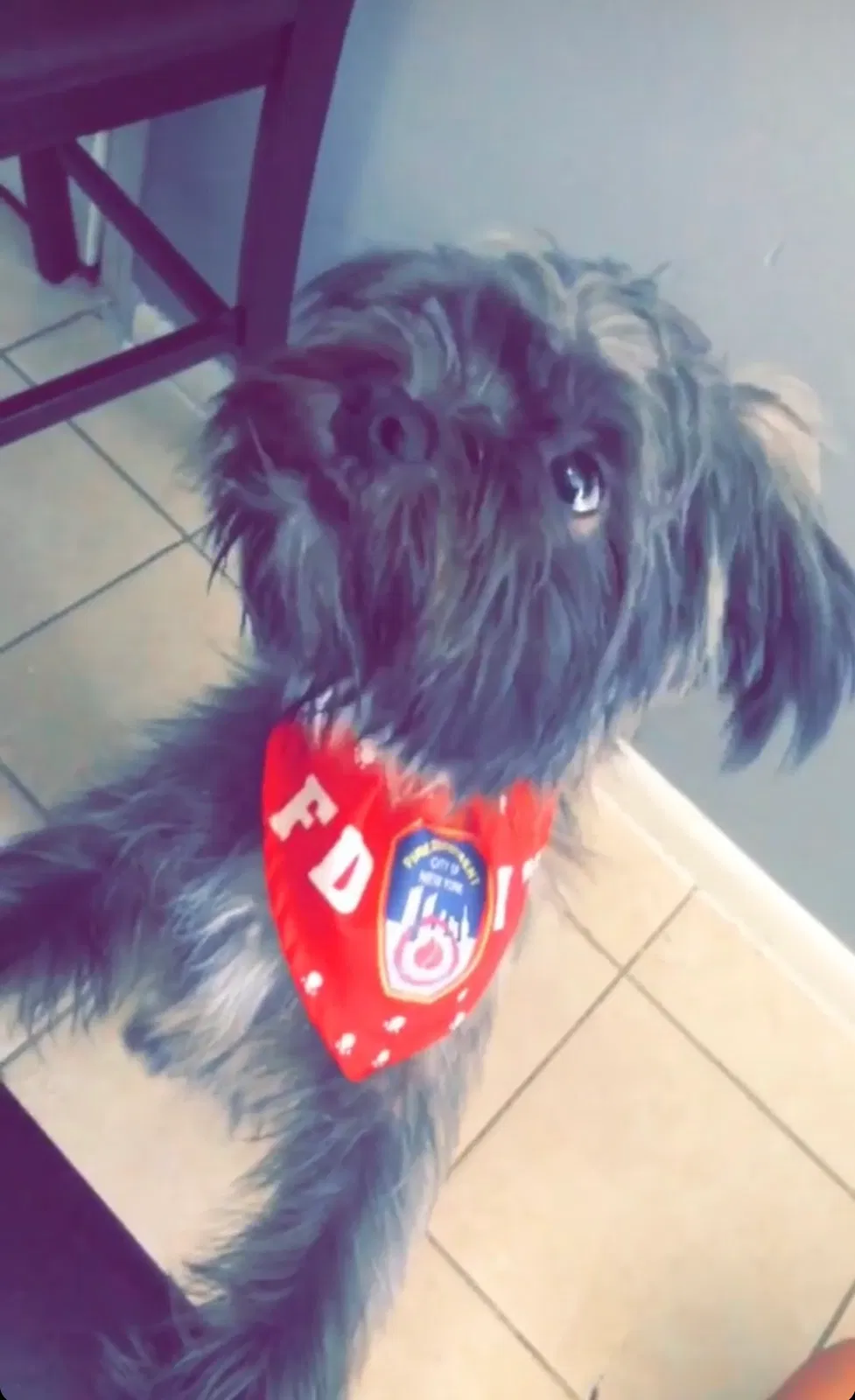 Lost dog in Bronx, NY, 10462