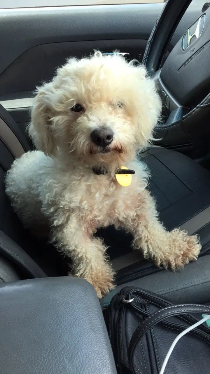 Lost dog in Gaston, SC, 29053