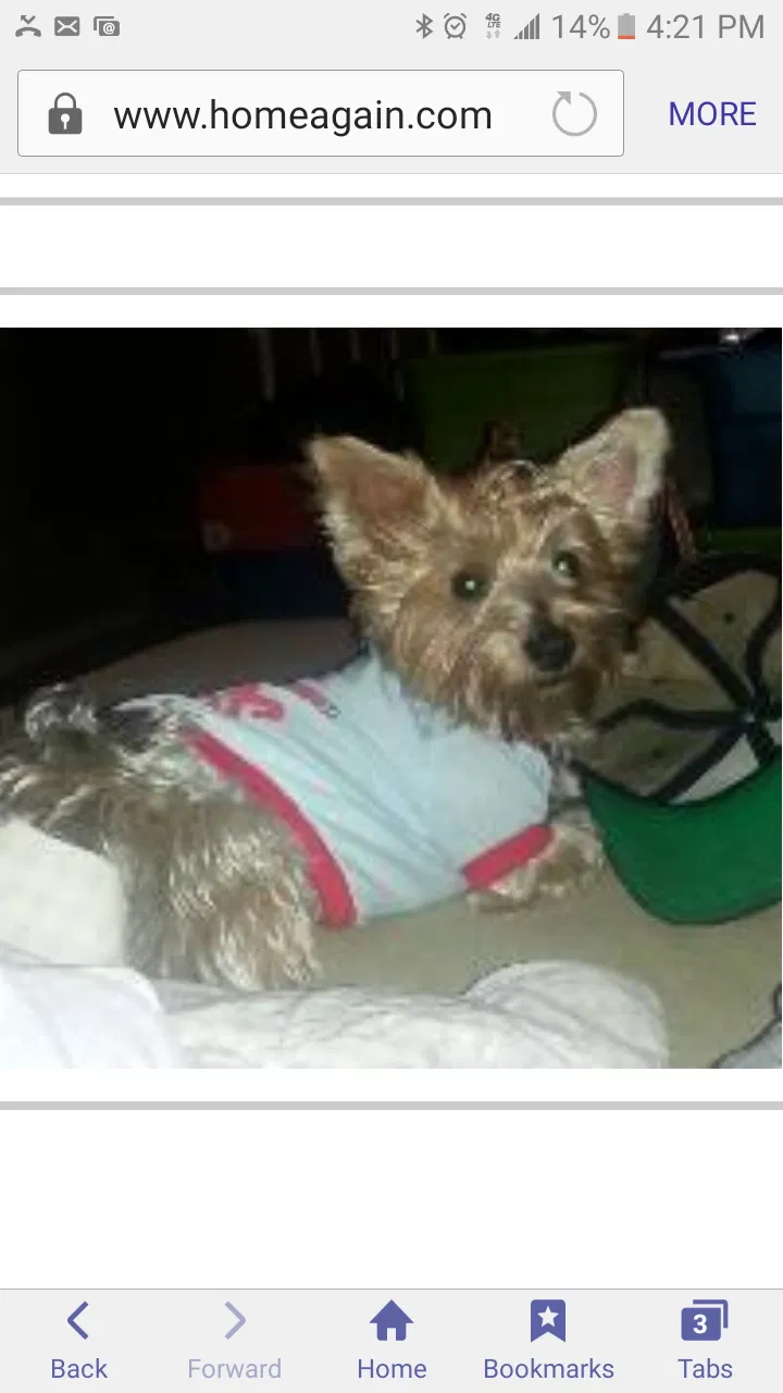 Lost dog in Marietta, GA, 30060
