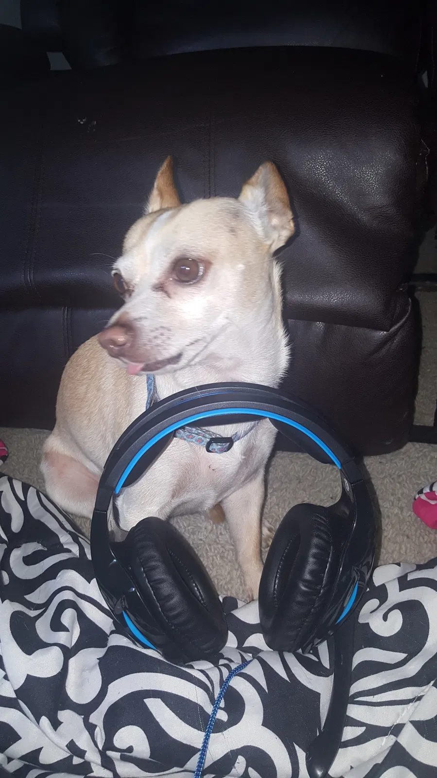 Lost dog in Ocala, FL, 34473
