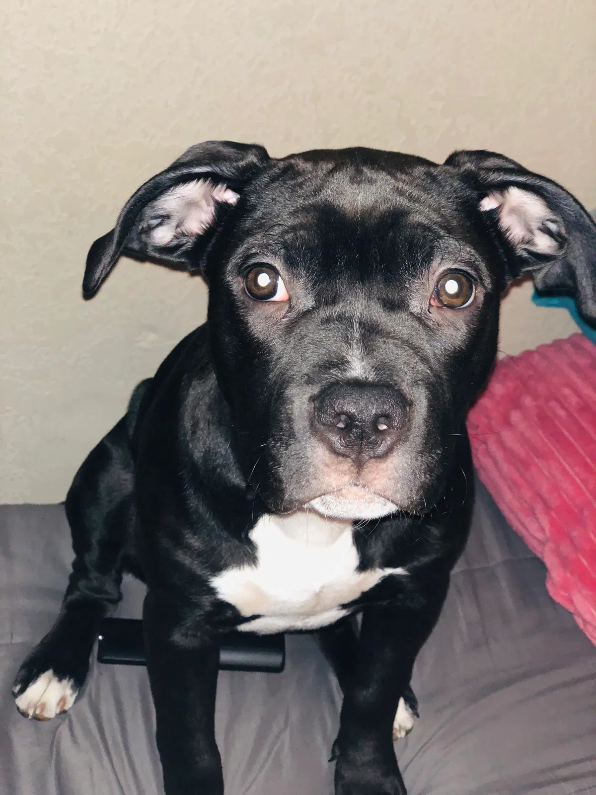 Lost dog in Belton, MO, 64012