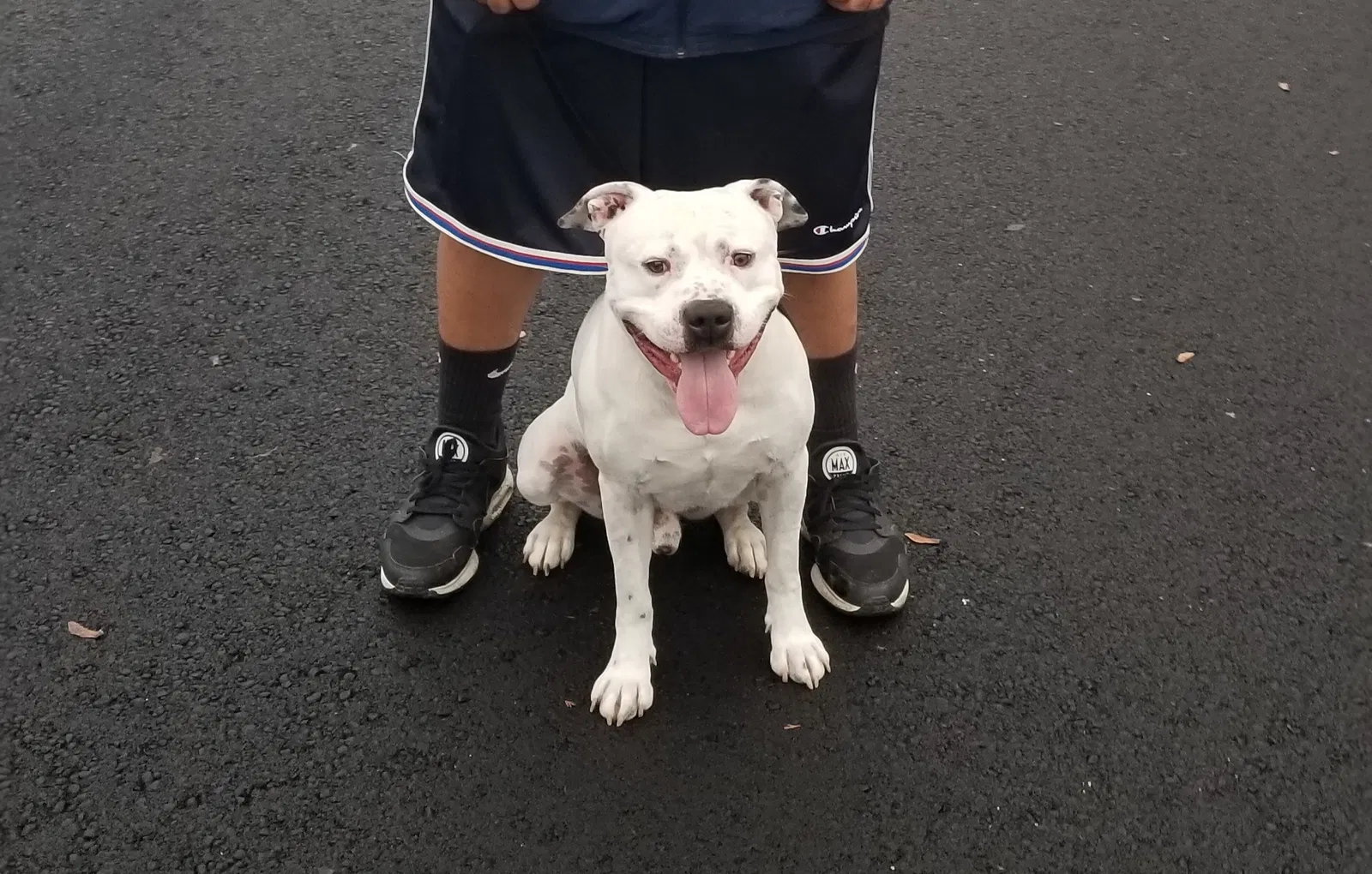 Lost dog in Salem, OR, 97301