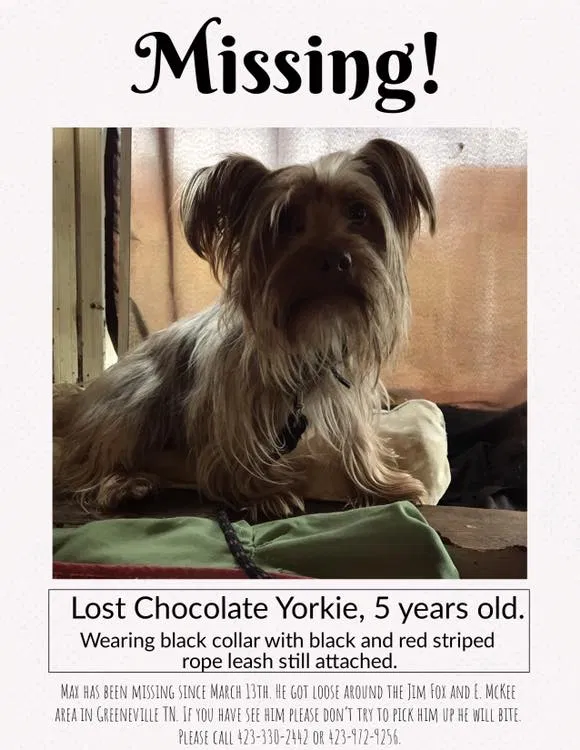 Lost dog in Greeneville, TN, 37743