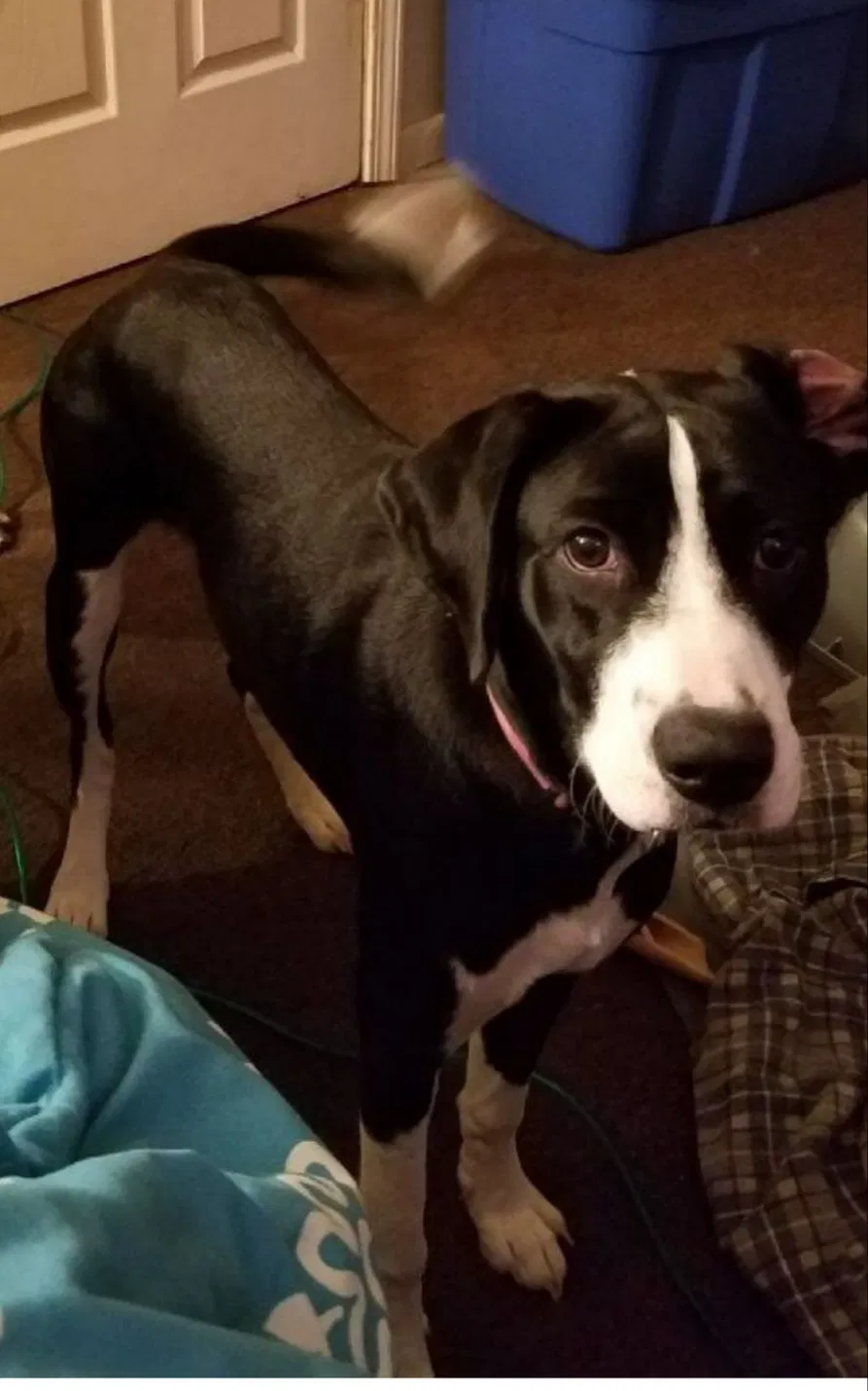 Lost dog in Cedar Lake, IN, 46303