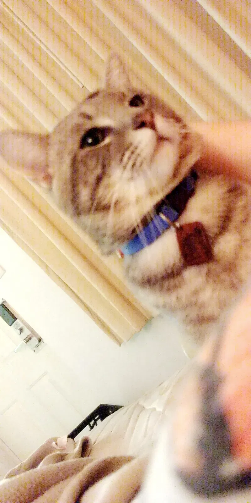 Lost cat in Hinesville, GA, 31313