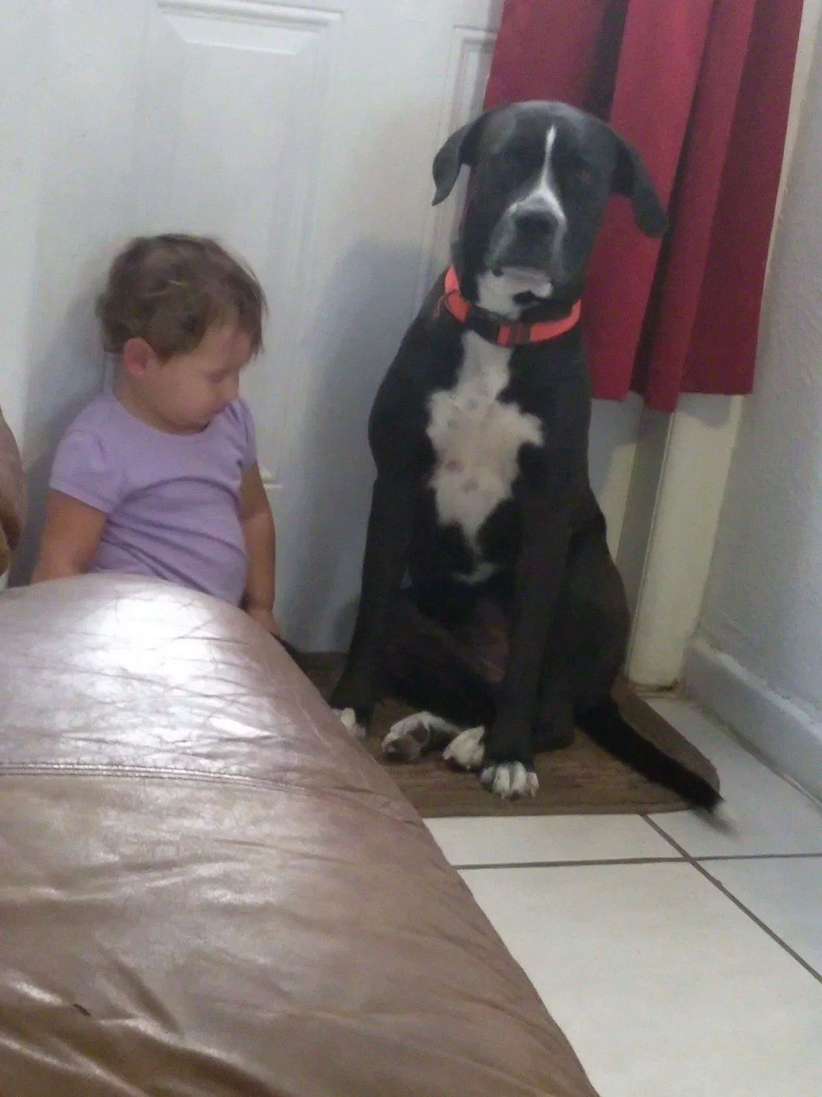 Lost dog in Lake Worth, FL, 33461