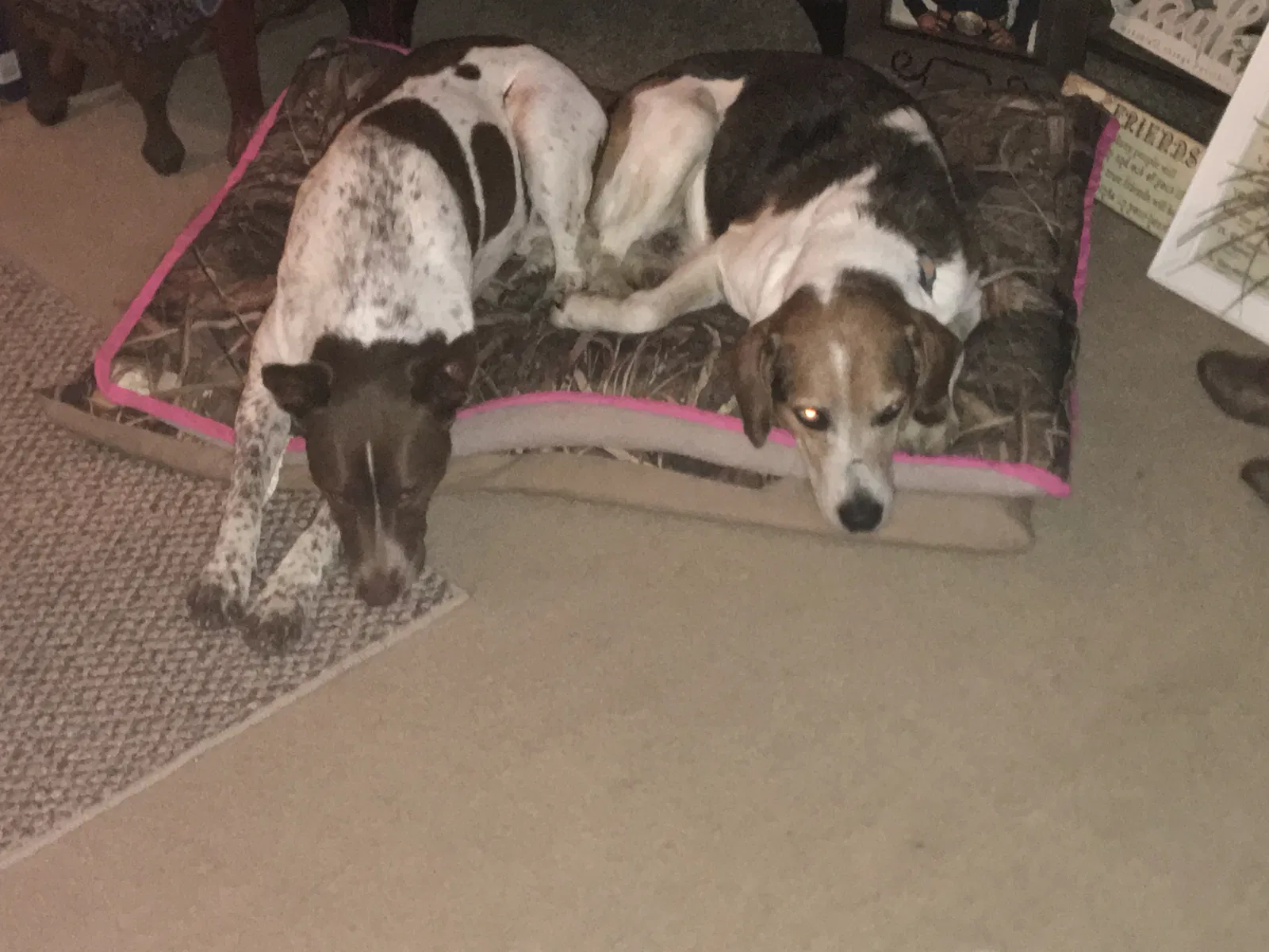 Lost dog in Pilot Point, TX, 76258