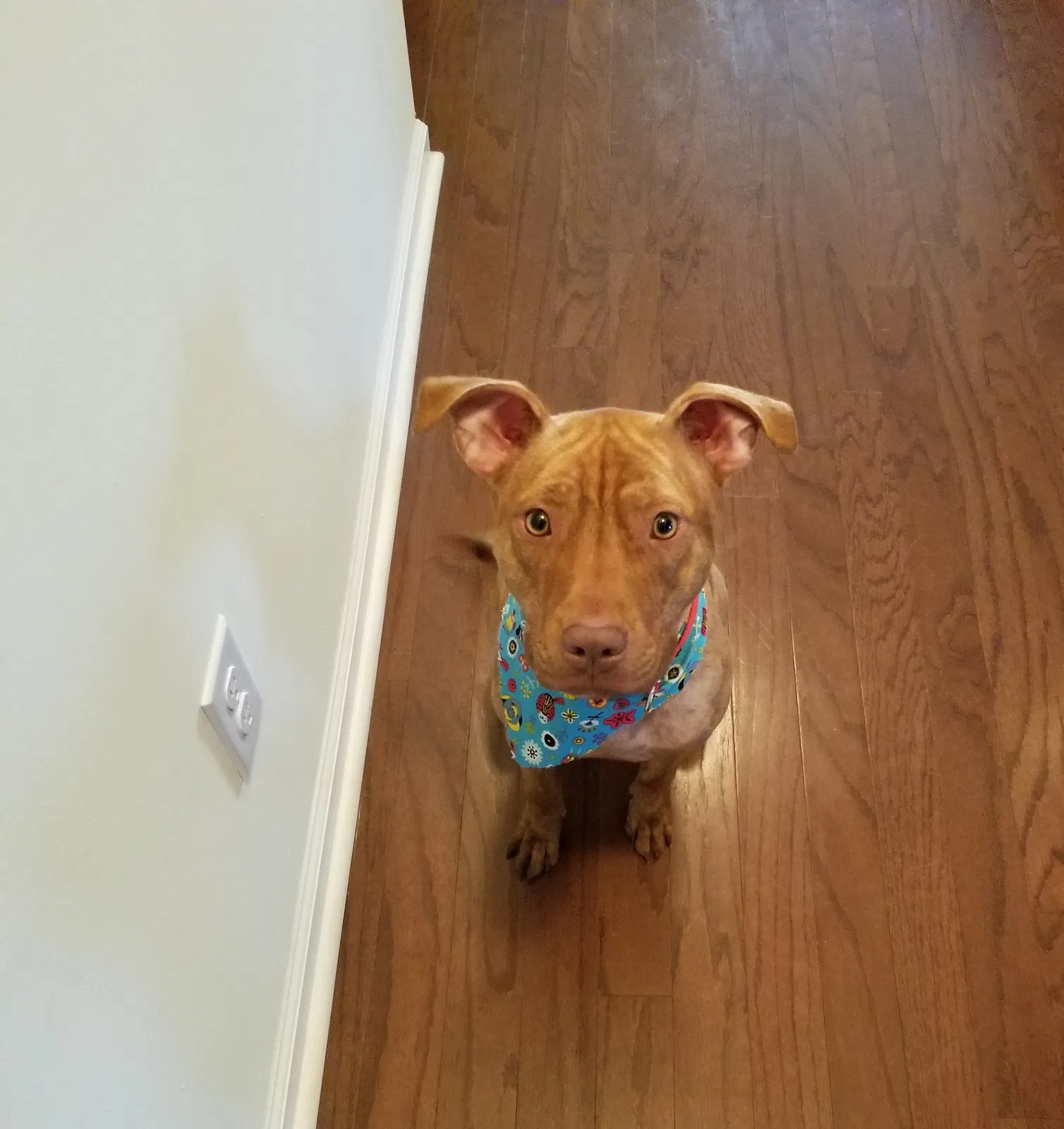 Lost dog in Blythewood, SC, 29016