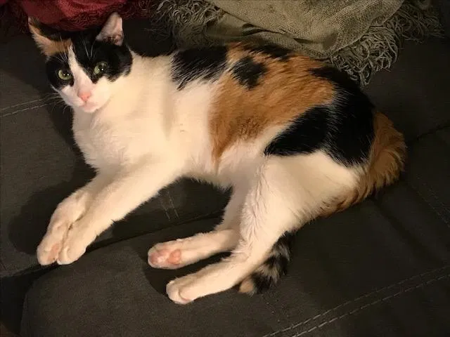 Lost cat in Anaheim, CA, 92804