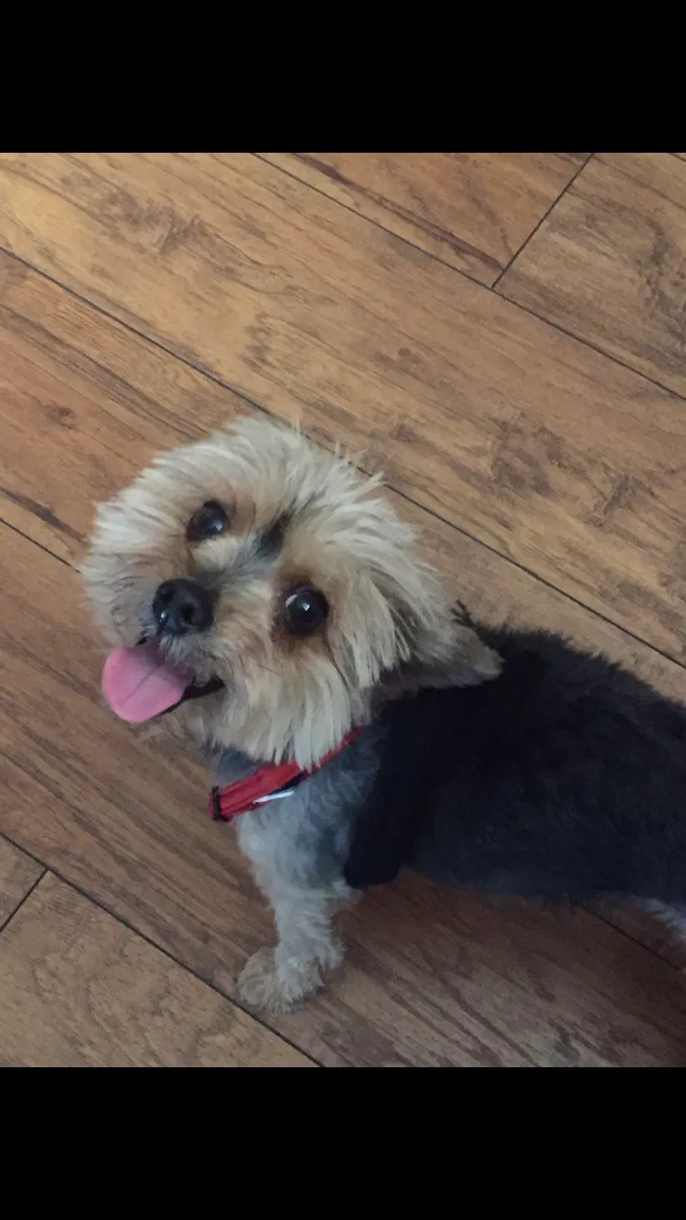 Lost dog in Norfolk, VA, 23504