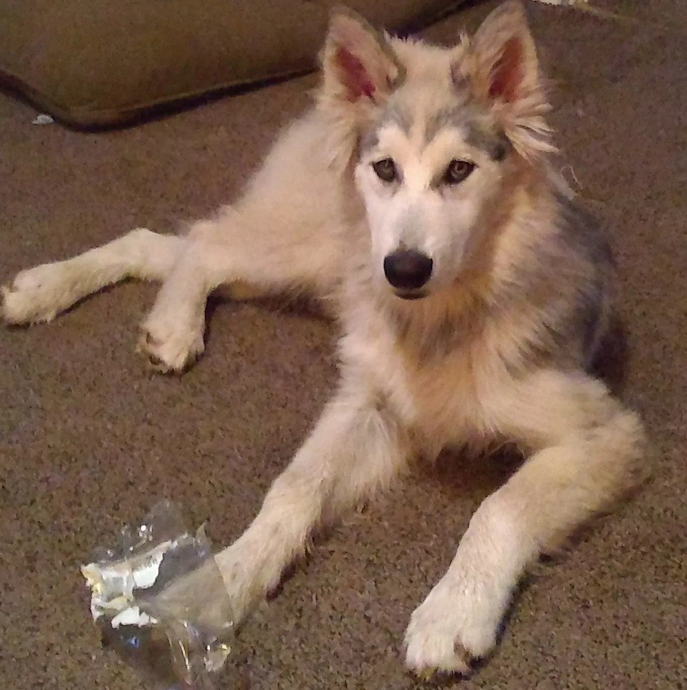 Lost dog in Wichita Falls, TX, 76309