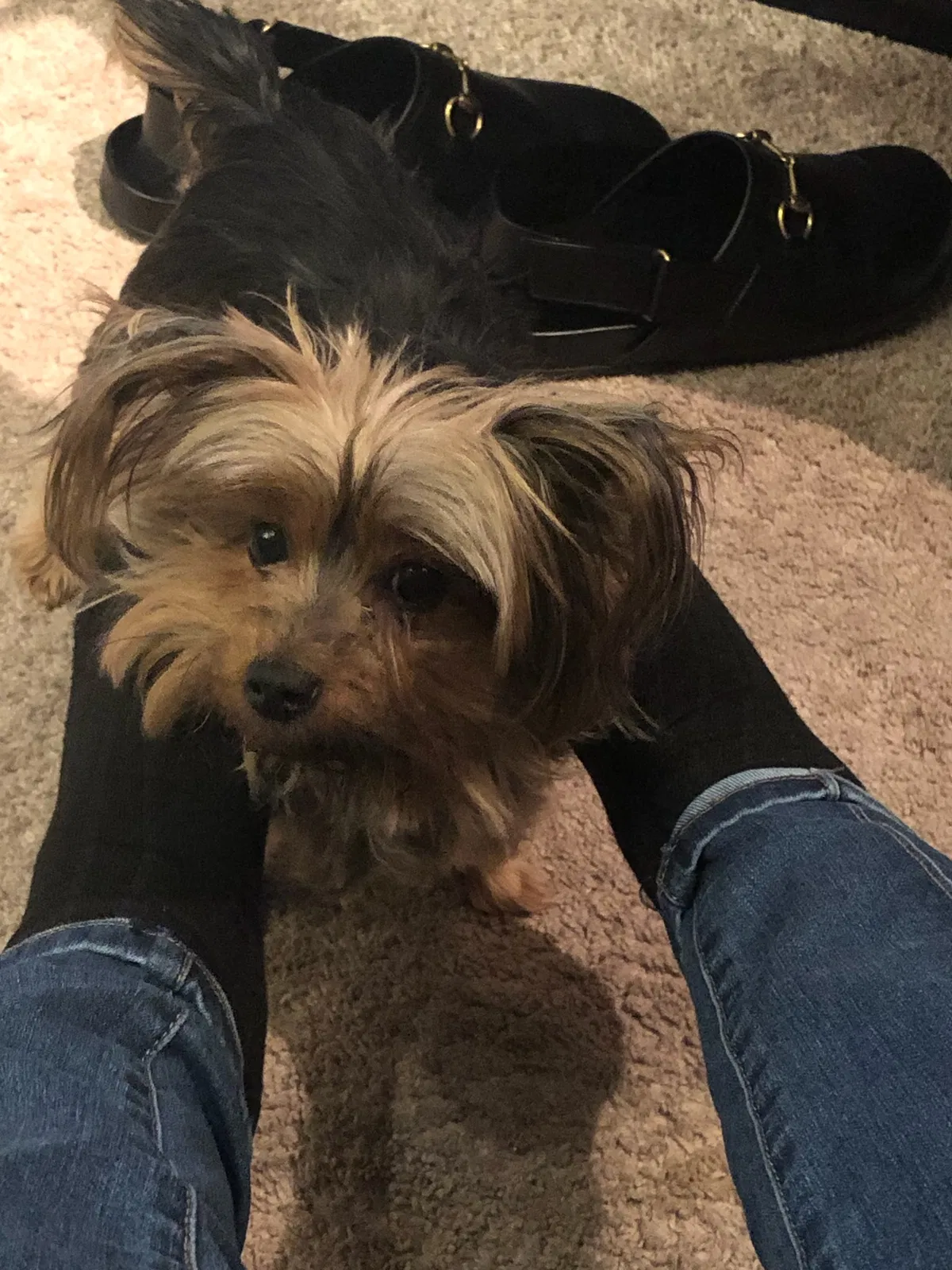 Lost dog in Washington, DC, 20020