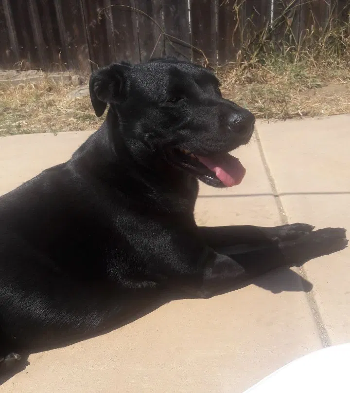 Lost dog in San Diego, CA, 92117