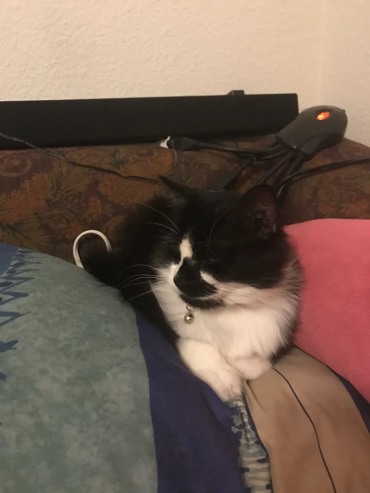 Missing Cat