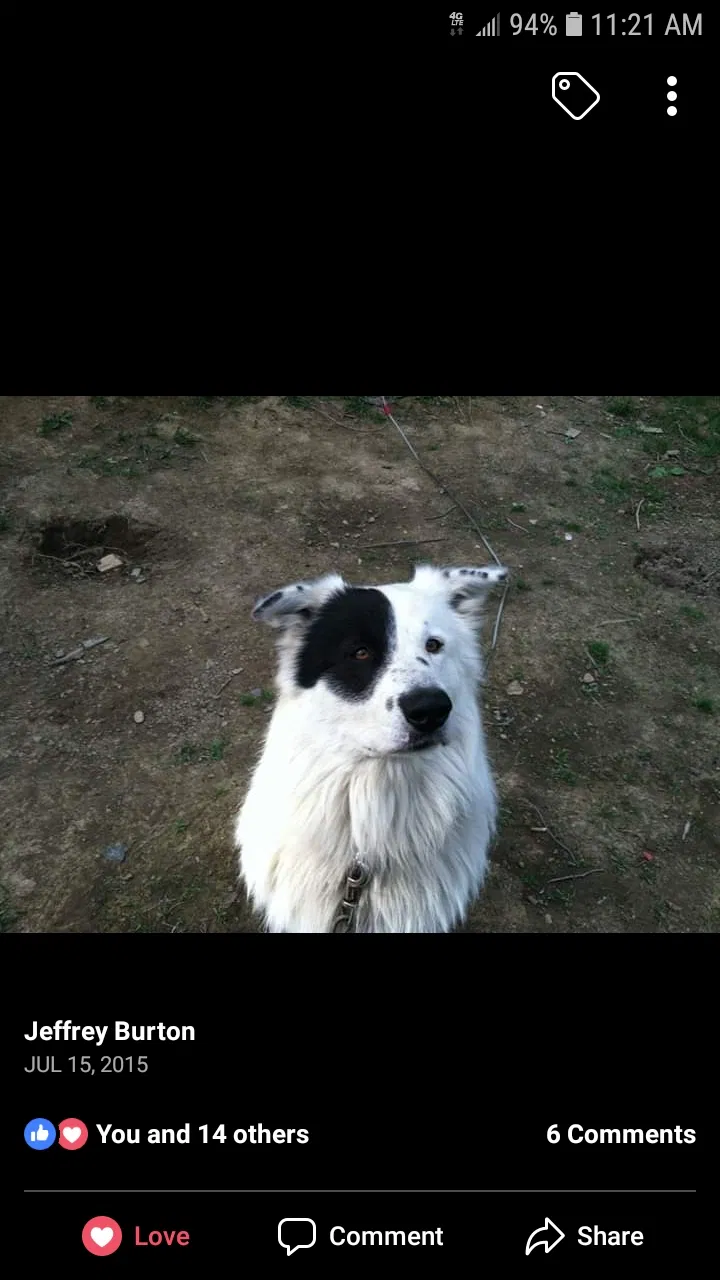 Lost dog in Cuyahoga Falls, OH, 44221