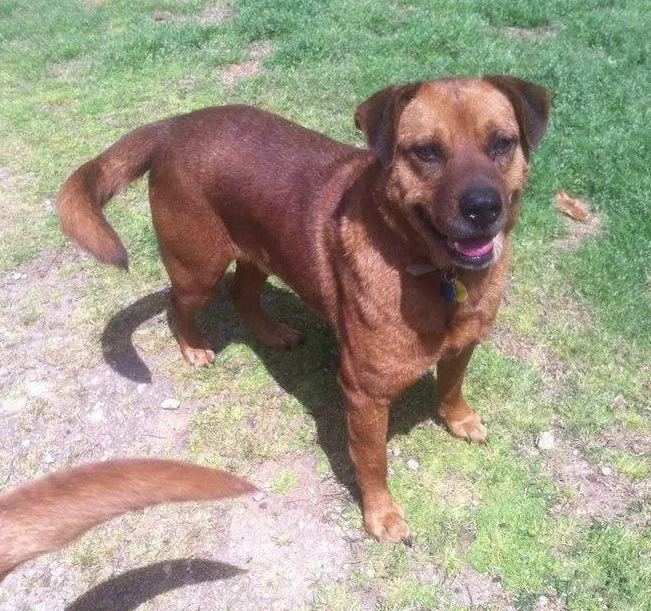 Lost dog in Gray Court, SC, 29645