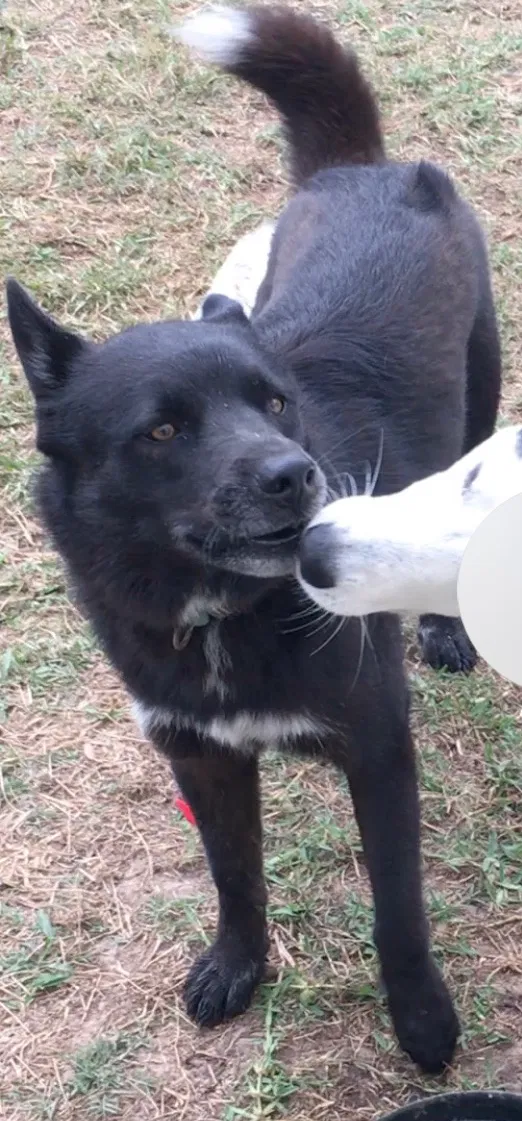 Lost dog in Katy, TX, 77450