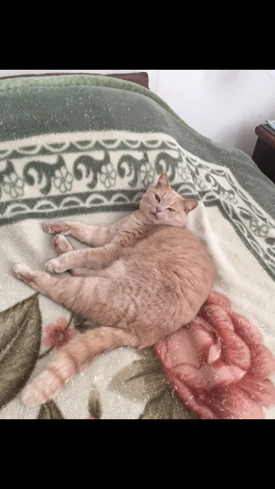 Lost cat in Charlotte, NC, 28215