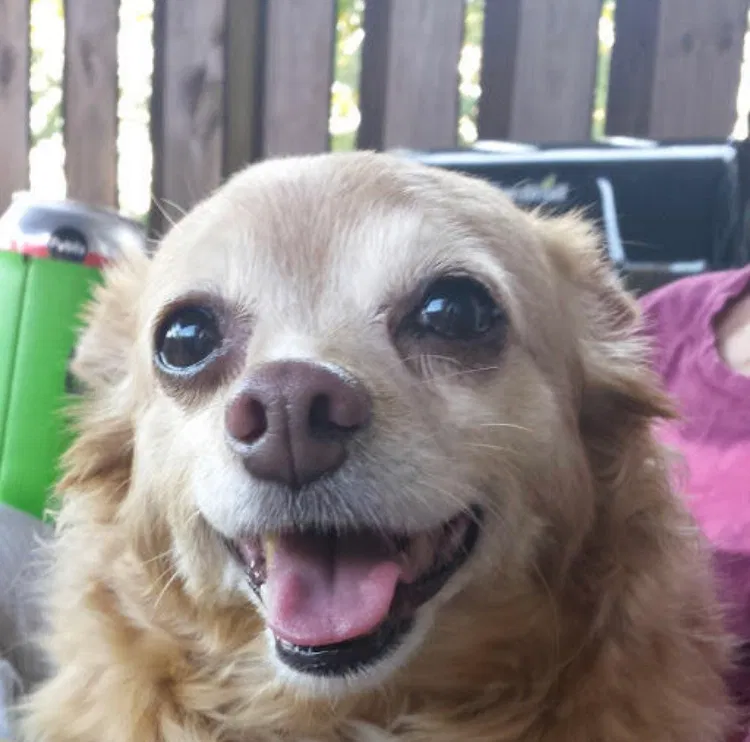 Lost dog in Buford, GA, 30519