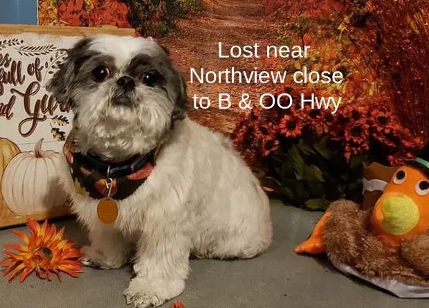 Lost dog in Strafford, MO, 65757