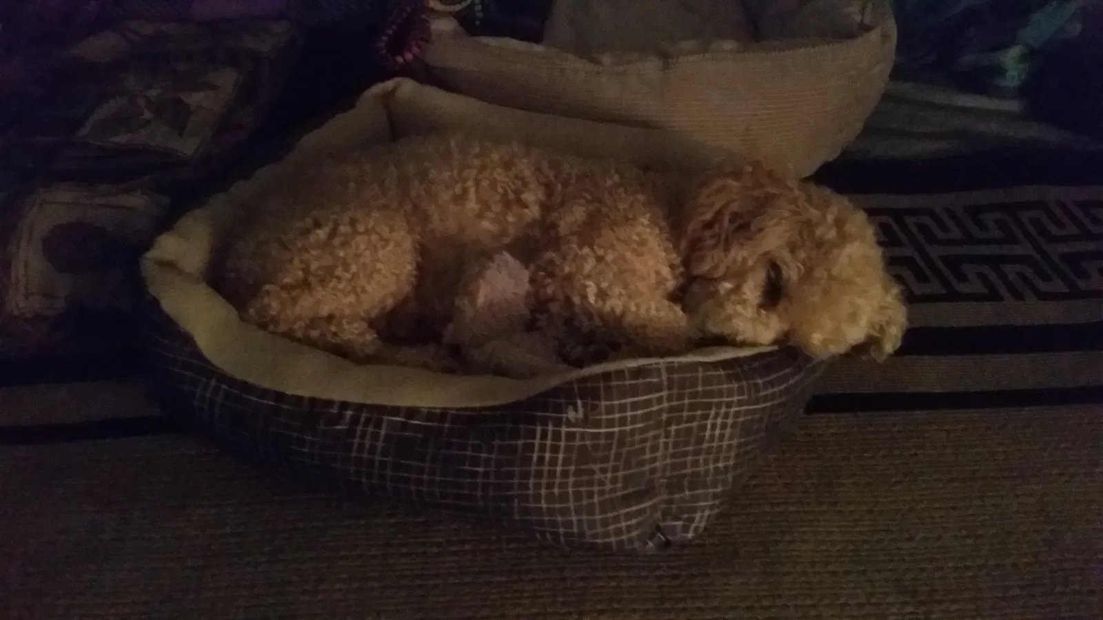 Lost dog in National City, CA, 91950
