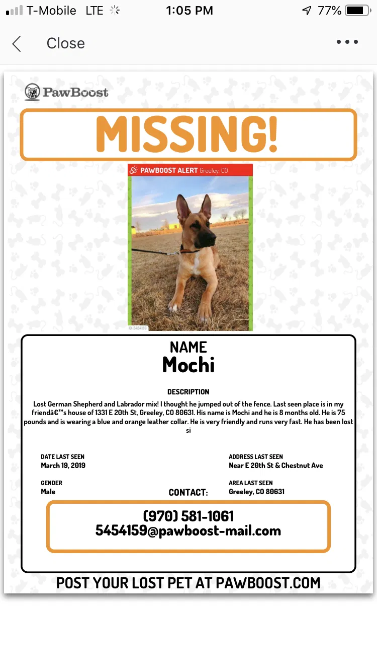Lost dog in Greeley, CO, 80631